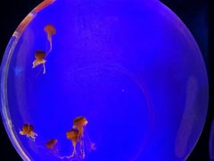 -上海海洋水族馆