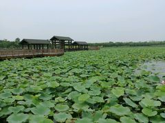 -天津东丽湖风景区