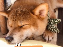 -逗柴咖啡屋·狗咖猫咖宠物桌游