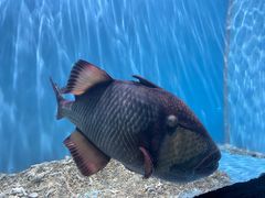 -芜湖新华联大白鲸海洋公园