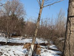 -长白岛森林公园