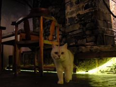 -喵屿·大理花园猫咖