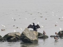 -深圳湾公园(南山区)
