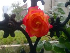 android_upload_pic-紫荆山公园