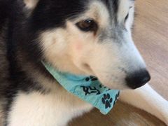 -Husky Go! 哈士奇体验馆·宠物咖啡厅狗咖