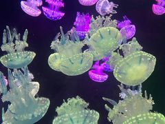-欢乐海岸海洋奇梦馆