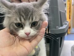 -博特宠物医院24h犬猫全科.骨科·异宠