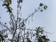 -野象谷景区