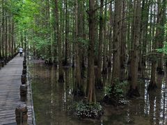 -桤木河湿地公园