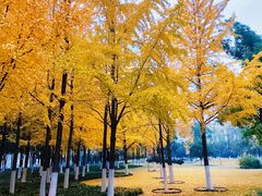 -西北湖绿化广场