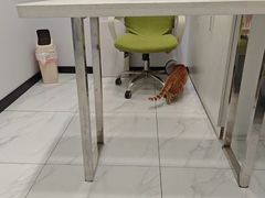 -艾吉宠物医院·疑难杂症转诊中心·猫友好(碧江路院)