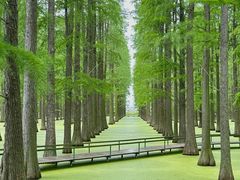 -渌洋湖湿地公园