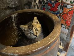 -又一春 Spring Garden