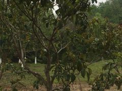 -佛手湖郊野公园