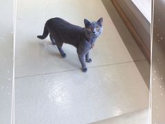 -藏猫猫咖啡主题馆(中央大道店)