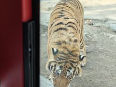 -北京野生动物园