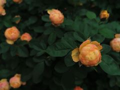 -人民公园(罗湖区)