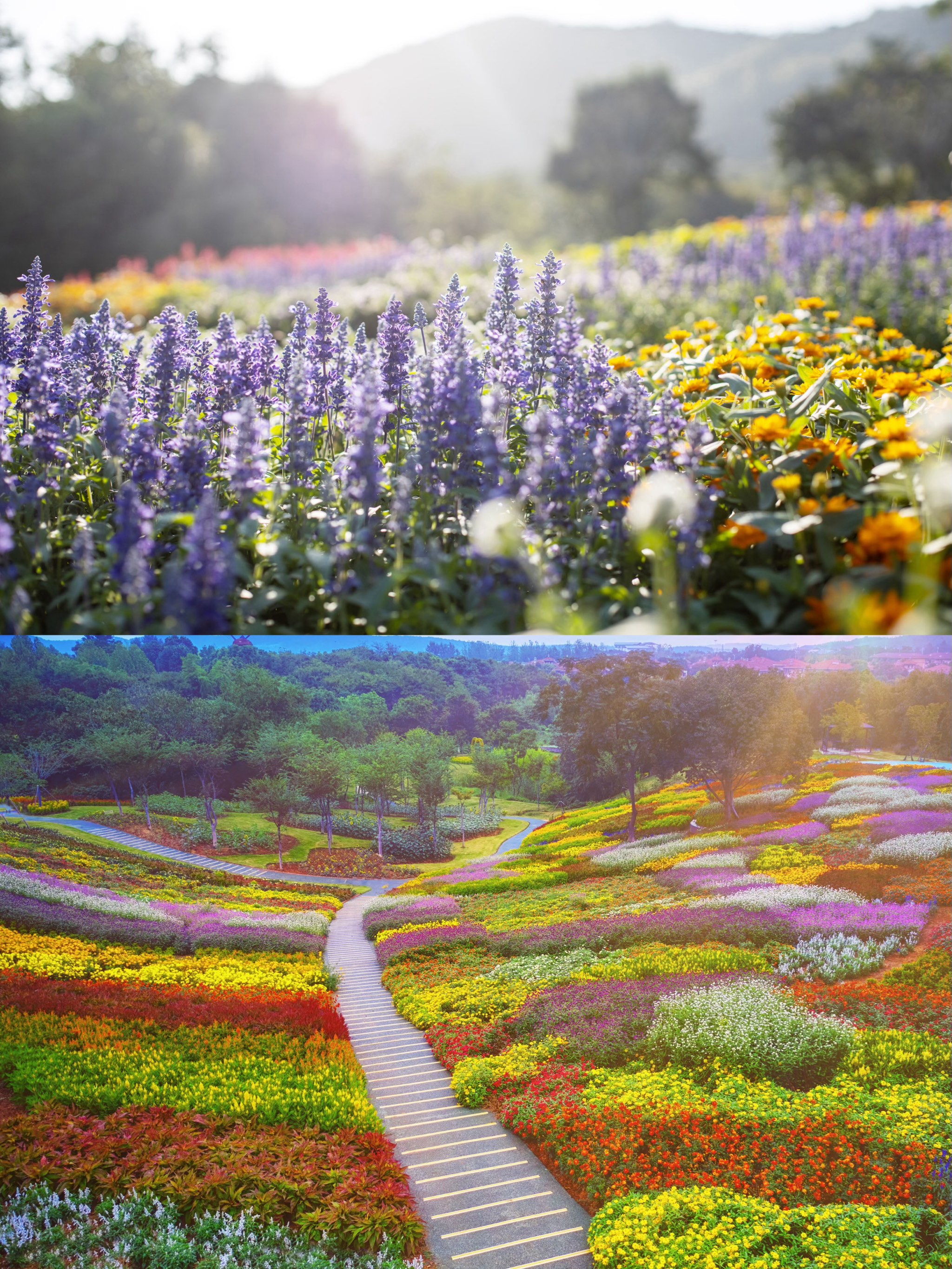 常州花海旅游景点地址图片