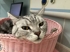 -纳吉亚猫专科动物医院·北北分院