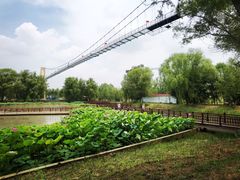 -滕州微山湖红荷湿地景区