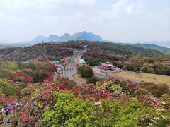 -贵州百里杜鹃风景名胜区