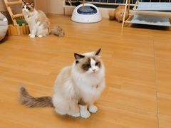 -唐小姐の私宠·宠物洗护美容·撸猫馆·购宠(周浦万达旗舰店)