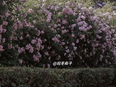 -江南茗茶城