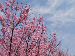 -福建鲤鱼洲酒店