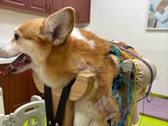 -美联众合动物医院·24h转诊中心