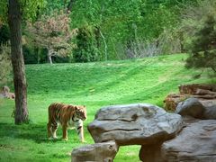 -北京野生动物园