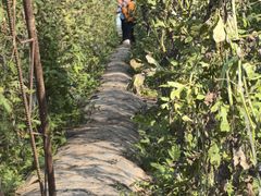 -庞各庄翠芳园西瓜蔬菜基地采摘园