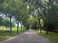 -贡湖湾湿地公园