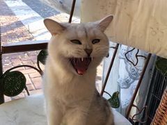 -平行世界·猫咖(首经贸店)