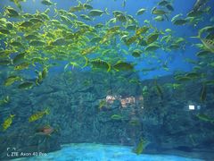 -芜湖新华联大白鲸海洋公园