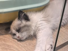 -BABIT巴比特宠物(MOMOPARK店)