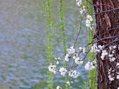 -桃花堤公园