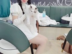 -安格丽娜·狗咖·猫咖羊驼咖(春熙路百盛商场店)