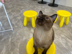 -猫力发电所·宠物专门店