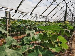 -马陆小张葡萄园农家乐