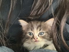 -楼上猫咖(罗湖店)