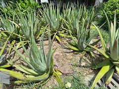 -广州神农草堂中医药博物馆