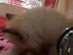 -袖虎·猫馆(体育西路店)