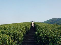 -帐篷客·溪龙茶谷度假酒店