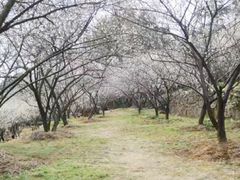 -香雪海