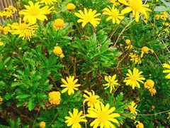 -三圣花乡旅游区