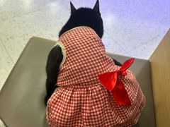 -喵园·猫主题咖啡厅·撸猫·猫咖(国贸店)