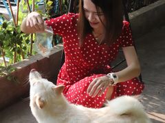 -柴犬高等学院·狗咖·柴犬售卖·宠物训练