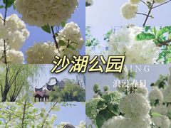 -沙湖公园