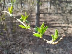 -长春市南湖公园