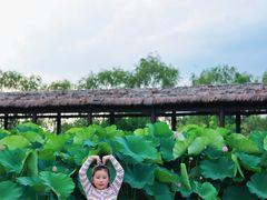 -池杉湖湿地公园